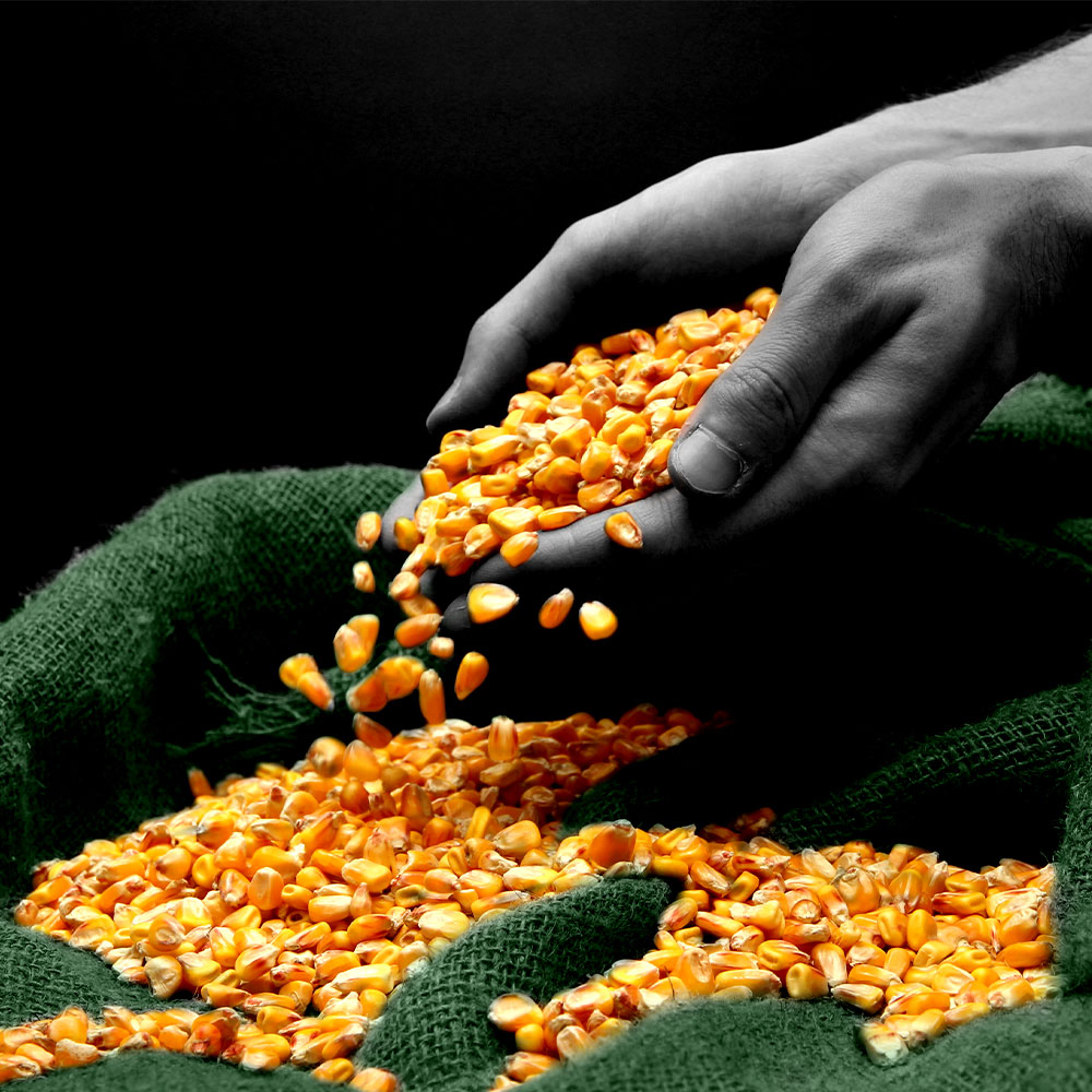 oaksmith ingredient corn oaksmith premium whisky ingredient corn on table top